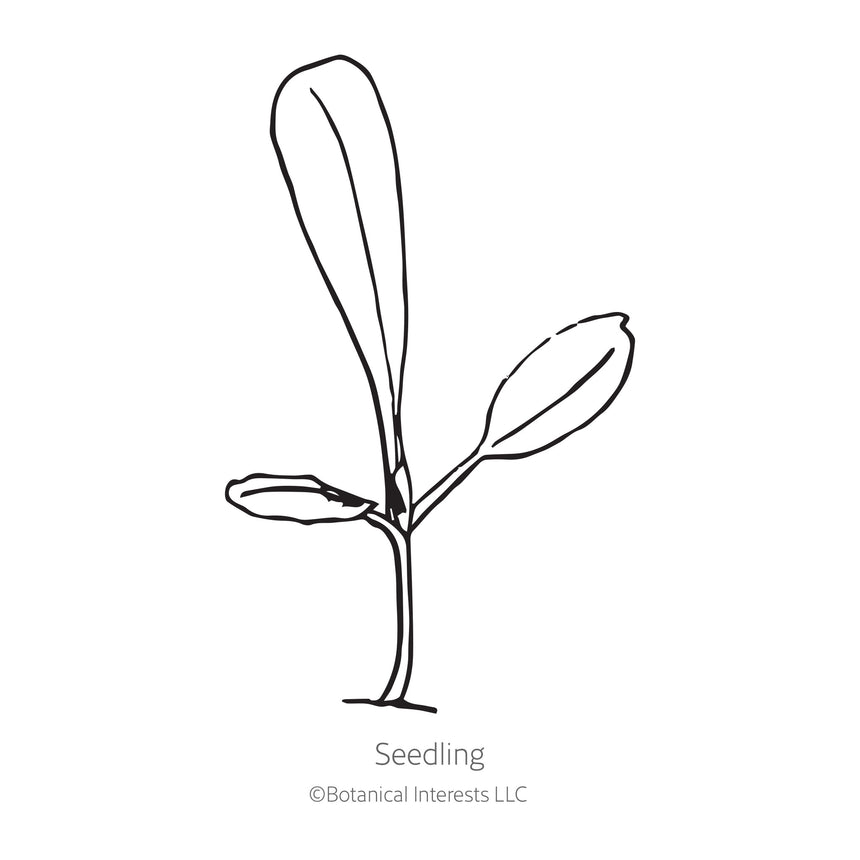 Black and white line drawing illustration of a young lettuce seedling plant with long leaves, labeled "Seedling" with the Botanical Interests LLC copyright logo below, isolated on a plain white background.