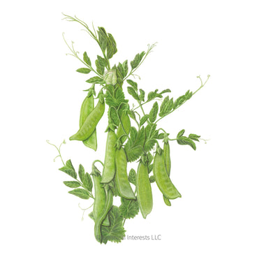 Illustration of green Mammoth Melting Snow Peas on a white background