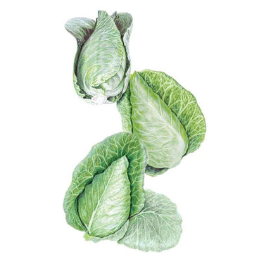 Botanical illustration of Caraflex cabbage showing a pointed, compact head with pale green crinkled outer leaves peeling away to reveal the tightly furled conical heart inside.