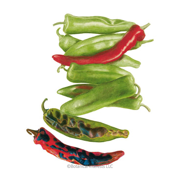 Illustration of green and red NuMex Heritage Big Jim Hatch Chile Peppers on a white background