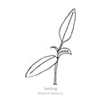 Black line drawing of NuMex Heritage Big Jim Hatch Chile Pepper seedling in a white background