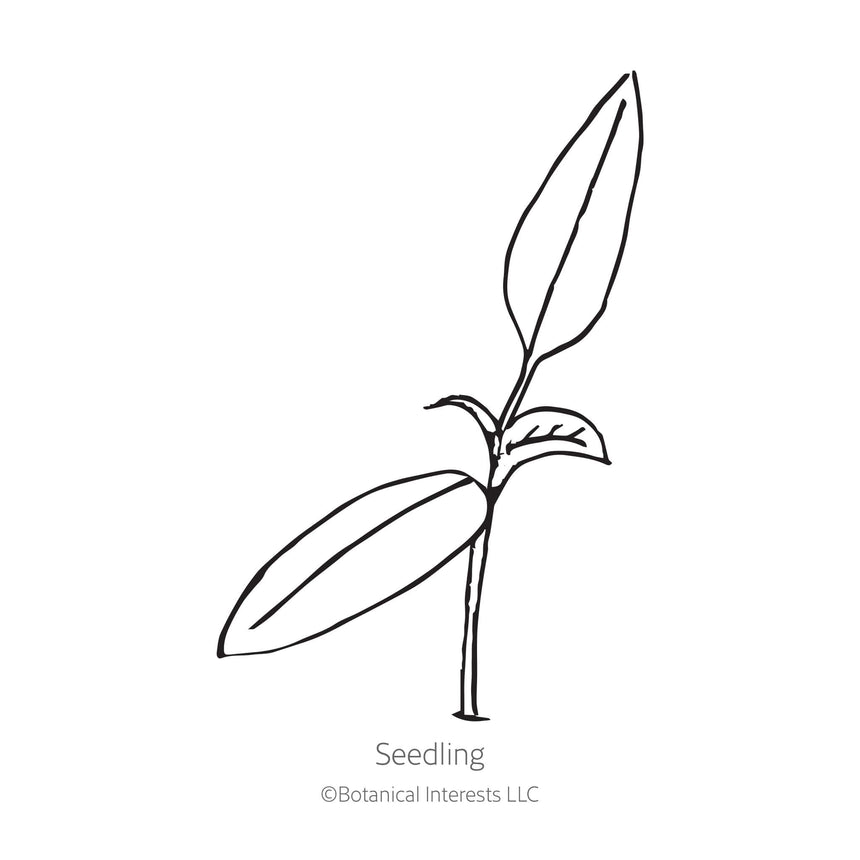 Black line drawing of NuMex Heritage Big Jim Hatch Chile Pepper seedling in a white background