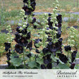 Tall hollyhock stalks in a garden bed bear deep near-black blooms opening from top to bottom alongside pale green unopened buds, with a mulched row visible behind.