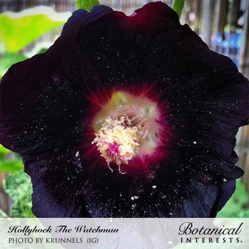 Close-up of a Watchman hollyhock bloom with deep near-black petals surrounding a contrasting maroon and cream-colored center with pale pollen-covered stamens, labeled "Hollyhock The Watchman" with photo credit and Botanical Interests logo.