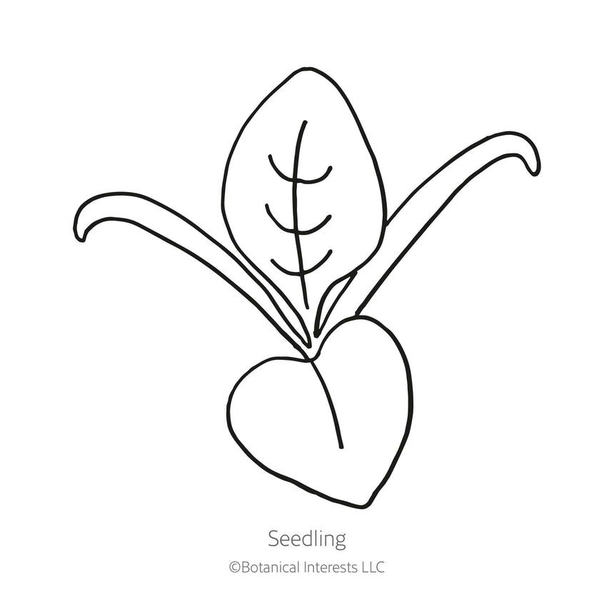 Black line drawing of a Space Spinach seedling in a white background