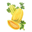 Illustration of Navajo Yellow Cantaloupe/Muskmelon Melon with leaves on a white background