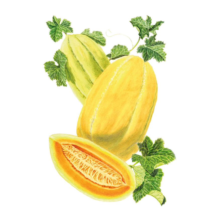 Illustration of Navajo Yellow Cantaloupe/Muskmelon Melon with leaves on a white background