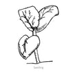 Black and white line drawing of Navajo Yellow Cantaloupe/Muskmelon Melon seedling on a white background
