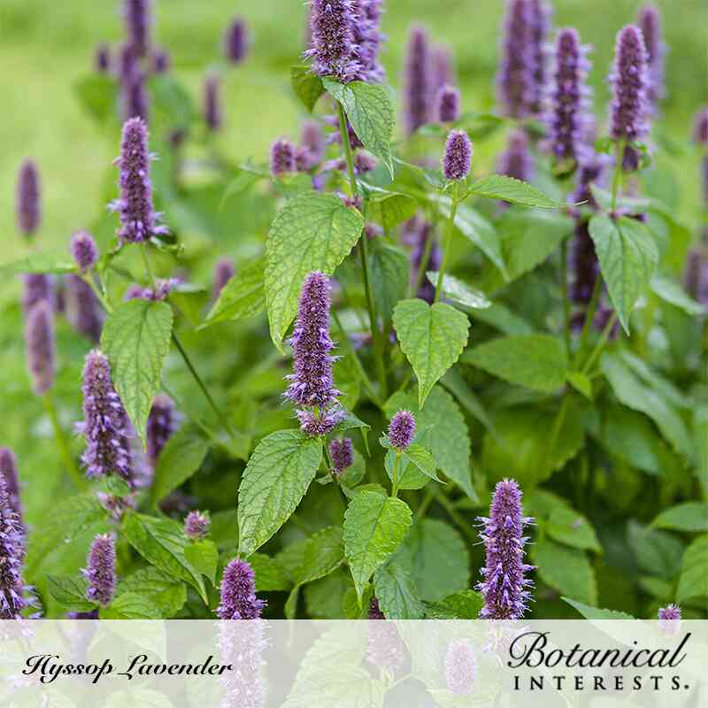 Close-up photo of purple lavender hyssop flower spikes in full bloom with green foliage, labeled "Hyssop Lavender" and "Botanical Interests" for Anise Hyssop Seeds.