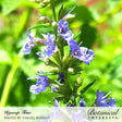 Close-up of a true hyssop flower spike showing tubular purple-blue blooms and buds arranged along a leafy green stem, set against a sunlit blurred garden backdrop.