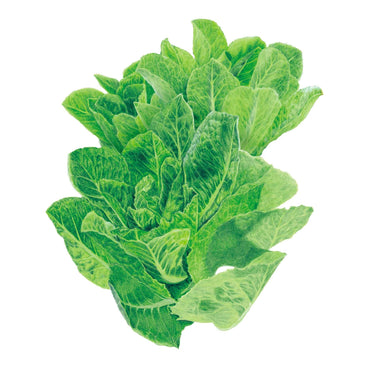 Botanical illustration of a Vivian romaine lettuce head, showing tightly layered, upright crinkled green leaves with pale ribbed veins, against a plain white background.