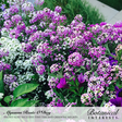 Dense clusters of tiny sweet alyssum flowers in shades of purple, pink, and white fill a garden bed alongside deep purple petunia blooms, with green foliage and a paved path in the background; text identifies the varieties as Rosie O'Day, Tiny Tim, and Oriental Nights.