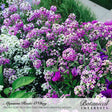 Dense clusters of tiny sweet alyssum flowers in purple, pink, and white bloom alongside deep purple petunias in a lush garden bed, with text labeling the varieties Rosie O'Day, Tiny Tim, and Oriental Nights.