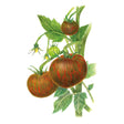 Detailed botanical illustration of mahogany and green-striped Beefy Purple Bush Tomatoes growing on leafy vines with yellow blossoms, isolated on a white background.