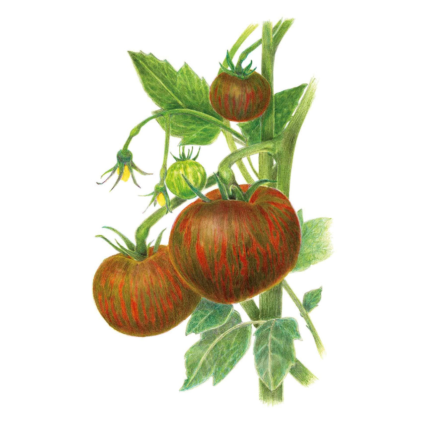Detailed botanical illustration of mahogany and green-striped Beefy Purple Bush Tomatoes growing on leafy vines with yellow blossoms, isolated on a white background.