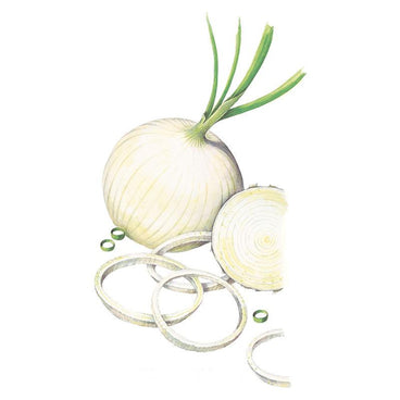 Botanical illustration of a whole white Gladstone onion with green stalks attached, shown beside loose rings and a cross-sectioned half revealing its concentric layers.