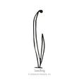 Simple black line illustration of an onion seedling, showing two slender curved leaf blades emerging from the soil, labeled "Seedling" beneath the drawing.
