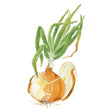 Watercolour illustration of a Texas Early Grano onion, its papery golden-brown skin peeling back to reveal pale layers, with tall green sprouting leaves and a curled root, shown beside a separate peeled outer layer, on a white background.