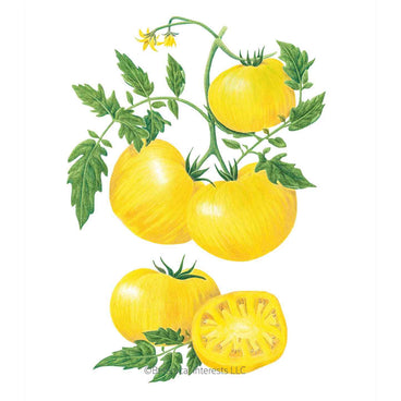 Illustration of bright yellow Pork Chop tomatoes growing on leafy green vines, including whole beefsteak tomatoes and a cross-section showing seed cavities, isolated on a white background.
