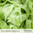 Close-up of pale green Buttercrunch butterhead lettuce leaves with loosely ruffled edges, beaded with water droplets, from a Botanical Interests seed packet labeled "Lettuce Butterhead Buttercrunch."
