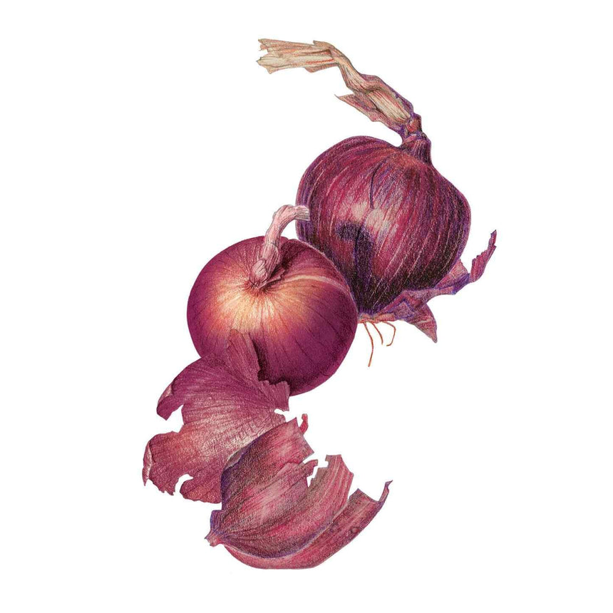 Botanical illustration of two red onions with papery reddish-purple skins against a white background.