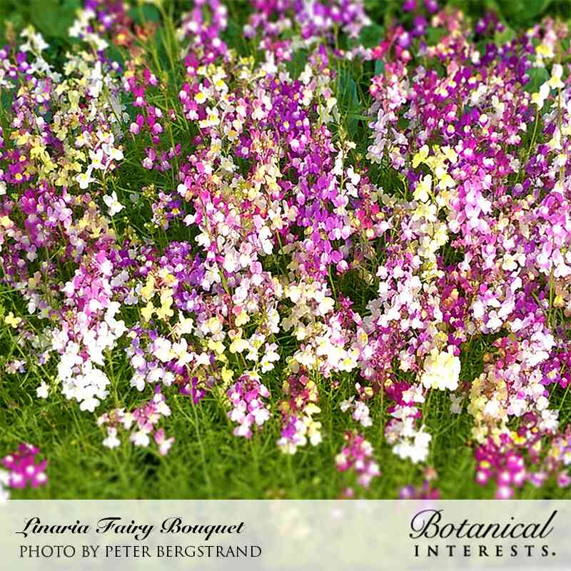 Dense mass of small snapdragon-like Linaria Fairy Bouquet flowers in mixed magenta, pink, white, and pale yellow blooms atop feathery green foliage, filling the frame in a garden bed.