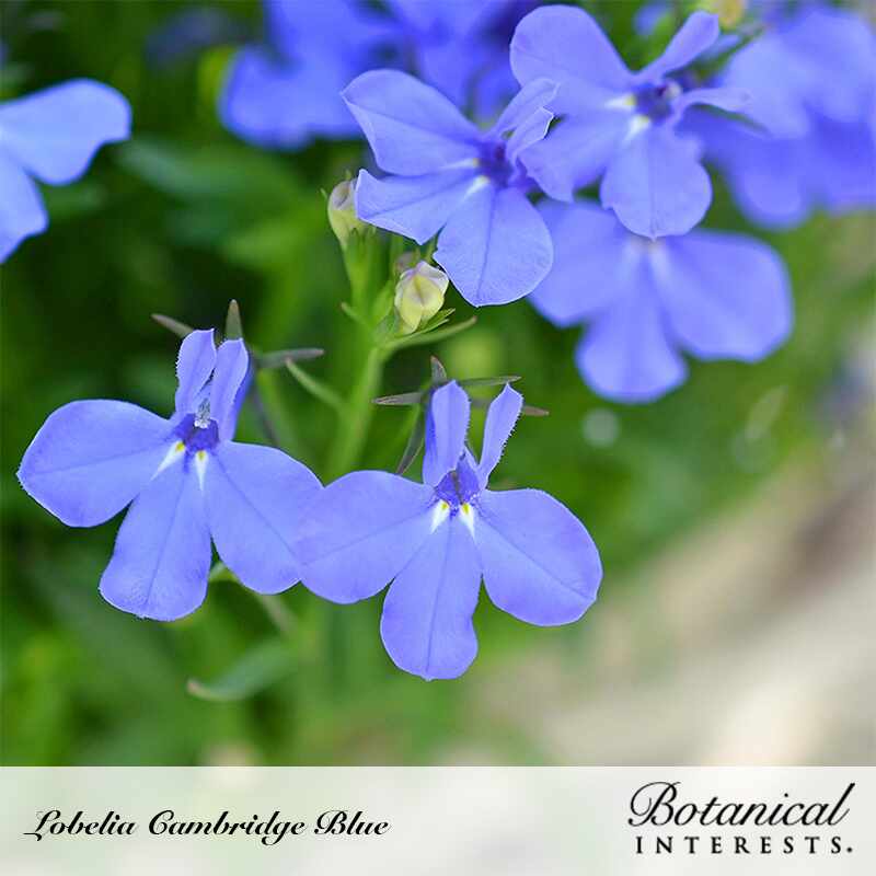 Close-up of Lobelia Cambridge Blue flowers showing small five-lobed periwinkle blooms with white and yellow throat markings clustered on green stems, with unopened buds visible; text labels the variety name and brand.