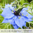 Macro close-up of a vibrant periwinkle-blue flower with prominent stamens and feathery green foliage for Miss Jekyll Blend Love-In-A-Mist Seeds.