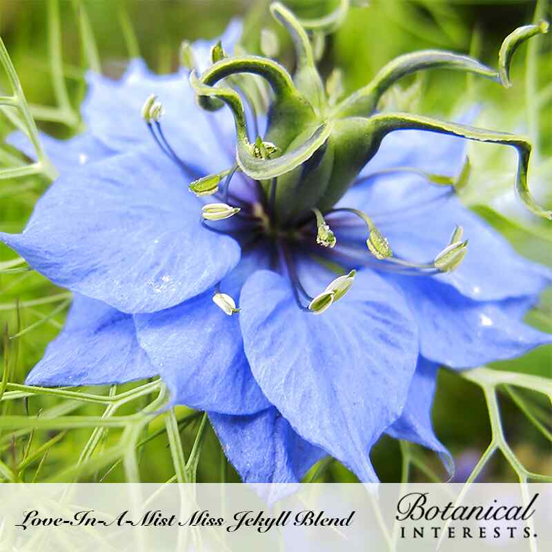 Macro close-up of a vibrant periwinkle-blue flower with prominent stamens and feathery green foliage for Miss Jekyll Blend Love-In-A-Mist Seeds.