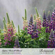 Tall lupine spikes in a Russell Blend mix show densely packed pea-like florets in purple, pink, cream, and yellow shades atop upright green foliage, backlit by fine misted droplets.