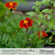 French marigold flowers with deep red petals edged in golden yellow and orange centers, blooming amid ferny green foliage, with a caption identifying the variety as Marigold French Favourite Blend.
