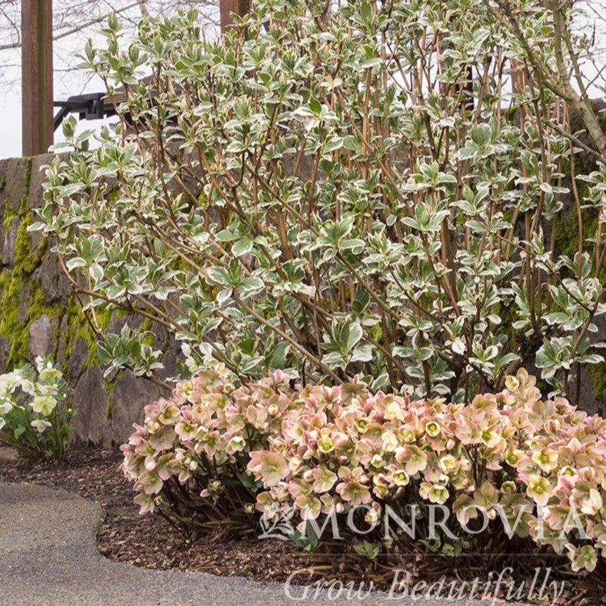 A garden bed of pale pink and green Ivory Prince hellebore blooms clustered low along a mossy stone wall, backed by a taller shrub with variegated green-and-white foliage on bare reddish stems.