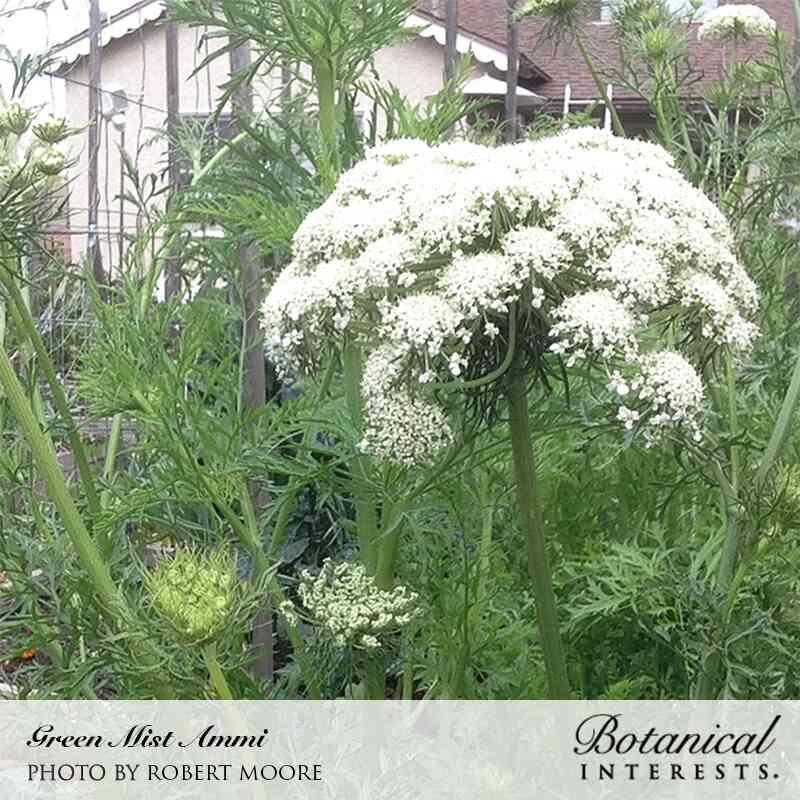 Green Mist Ammi plant with a large, domed umbel of tiny white flowers atop lacy, fern-like foliage, growing tall in a garden with a house and trellis visible behind it.