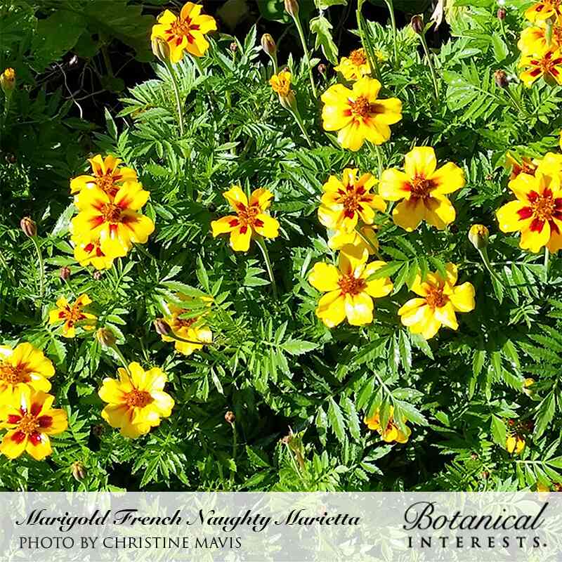 Naughty Marietta French marigolds in bloom, single yellow petals marked with deep maroon-red blotches around orange centres, clustered among ferny green foliage in sunlight.