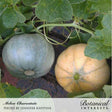 Two round Charentais melons ripening on the vine, one smooth blue-gray and the other tan with distinct pale ribbing, nestled among broad green leaves and curling tendrils.