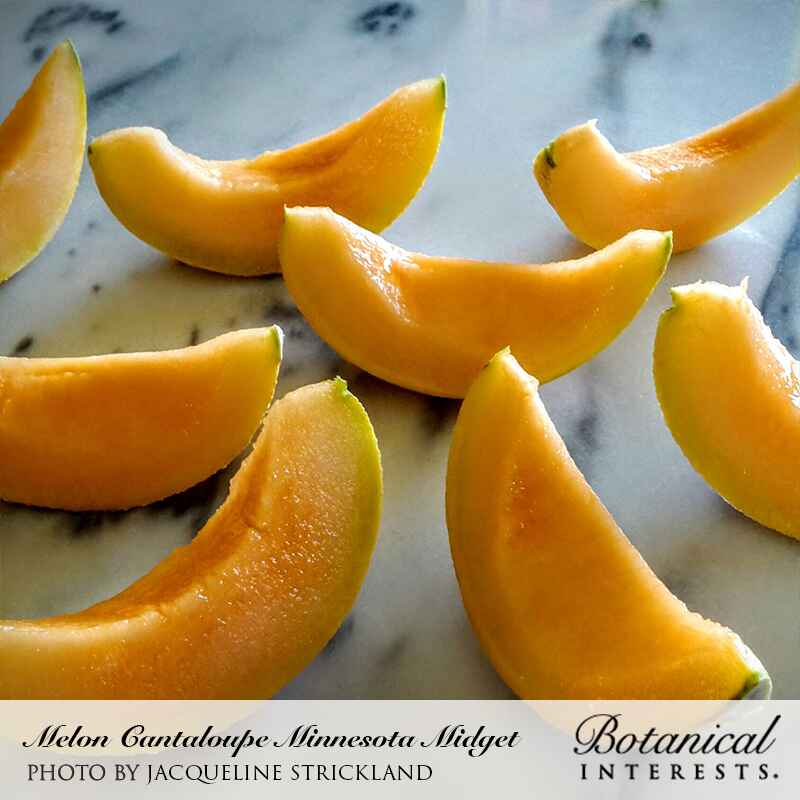 Sliced wedges of Minnesota Midget cantaloupe, their orange flesh glistening with juice, arranged on a marble surface, with a caption identifying the melon variety and photo credit.