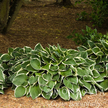 Francee hosta forming a dense mound of heart-shaped green leaves edged in creamy white, planted along a mulched bed beneath trees in a shaded garden.