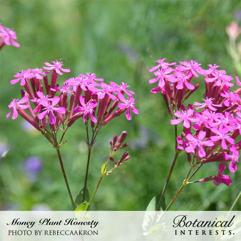 Clusters of small, star-shaped magenta-pink flowers with slender tubular bases atop upright reddish stems, set against a blurred green garden background; caption reads "Money Plant Honesty, photo by RebeccaAkron" with the Botanical Interests logo.