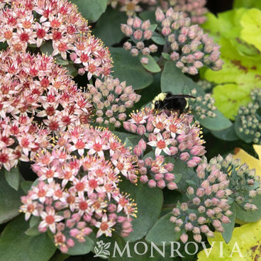 Close-up of Emerald Ice sedum's star-shaped pink and white flower clusters in various stages from tight buds to full bloom, with a bumblebee foraging among the blossoms and grey-green succulent foliage behind.