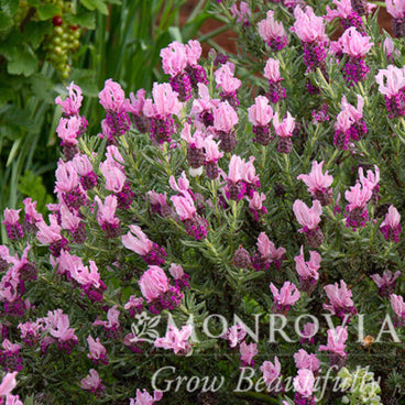 Close-up of Javelin Forte Deep Rose Spanish lavender, showing dense spikes of dark magenta flower heads topped with large pale pink bracts amid narrow silvery-green foliage, set against a blurred green garden background, with a Monrovia watermark overlaid.