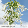 Nicotiana Indian Peace Pipe blooms upward against a blue sky, with clusters of long tubular white flowers and green buds trailing from a central stem, star-shaped petals flared open at the tips.