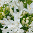 Close-up of Bridal Veil Agapanthus showing clusters of star-shaped white flowers with pale yellow anthers alongside unopened cream-colored buds on slender green stems, with a Monrovia logo watermark overlaid.