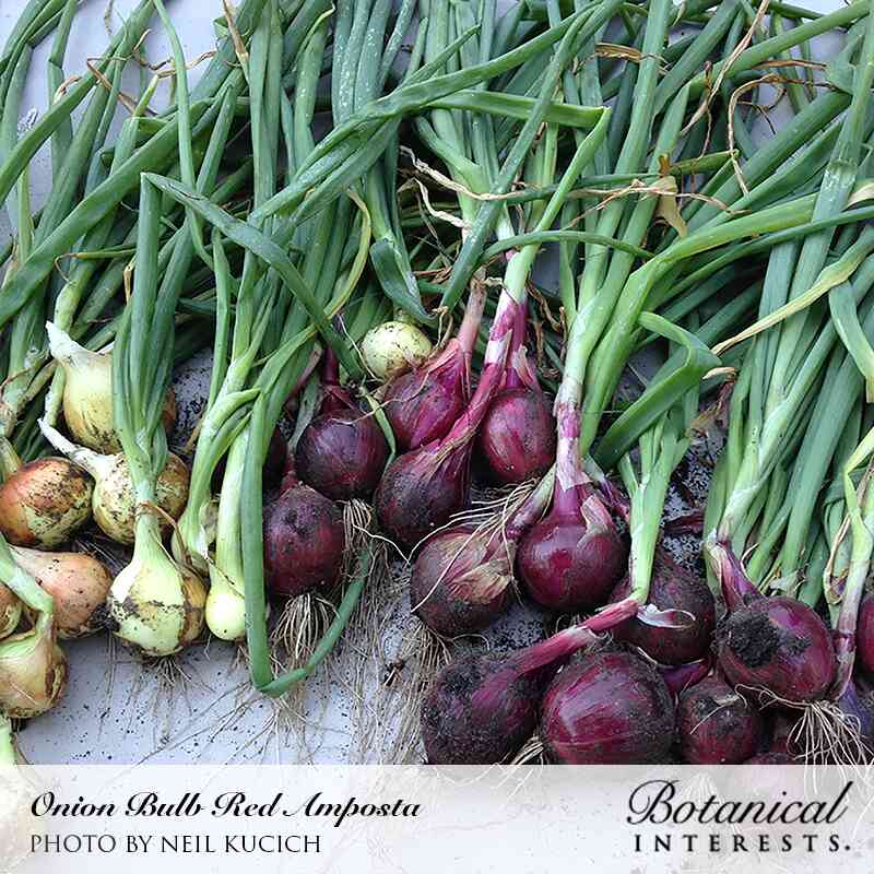 Freshly harvested Red Amposta onions with deep purple-red bulbs and dirt-flecked roots, laid alongside pale yellow onions, both still attached to their long green stalks.
