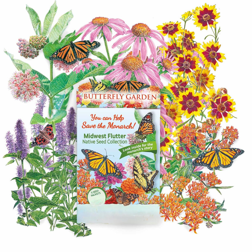 Midwest Flutter Native Seed Collection packet, containing five seed packets, shown against illustrated milkweed, coneflower, coreopsis, and agastache blooms visited by monarch and swallowtail butterflies, with text promoting monarch conservation.