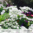 Orlaya White Lace flowers with lacy, umbrella-shaped clusters of white petals and delicate ferny foliage, blooming in a garden bed alongside purple and pink flowers.