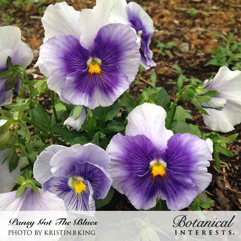 Close-up of "Got the Blues" pansy flowers with white outer petals shading into deep purple veining and a yellow center, blooming among green foliage in a mulched garden bed.