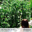 Full view of a lush green Sugar Daddy snap pea plant with dense foliage and small white flowers, featuring "Pea Sugar Snap Daddy / Photo by Green Acres" and "Botanical Interests" branding at the bottom.