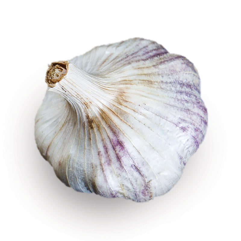 Whole head of Sicilian Artichoke softneck garlic with papery white skin streaked in purple and a dry, trimmed stem, shot against a plain white background.