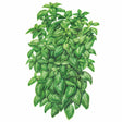 Botanical illustration of Everleaf Emerald Towers basil, showing a dense, upright mound of glossy pointed green leaves with pale veining, set against a plain white background.
