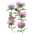 Illustration of pinkish-lavender blossoms with a ruby-throated hummingbird and a wood nymph butterfly perched on leafy stems for Wild Bergamot Seeds on a plain white background.
